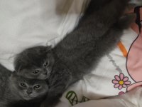 Scottish Fold Yavrular