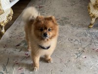 Pomeranian 2.5 Yaşında