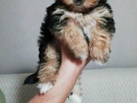 Teacup Yorkshire Terrier