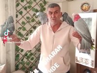 3 adet Jako 1 adet amazon ve gallah kakadu papağanı