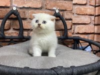 2 aylık scottish fold yavru