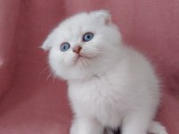 Teslime hazır dişi scottish fold yavrumuz