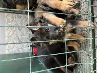 Alman Kurdu Yavru Köpekler