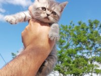 British shorthair bebekleri