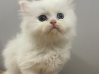 Odd Eyss Dişi British Longhair Bebeğim