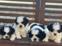 Shih Tzu (Şitsu)