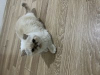Garfield Exotic Shorthair Ücretsiz Sahiplendirilecektir