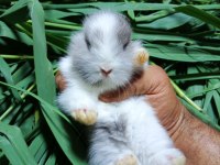 Netherland dwarf tavşan cücelerimiz mevcuttur