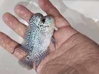 Hobici dostu flowerhorn balıklar
