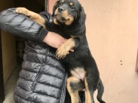 Günü gelen aşıları yapılmış erkek gibi dişi rottweiler