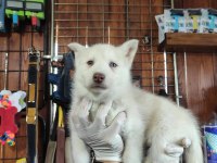 Beyaz husky yavrularımız a kalite