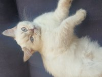Scottish Blue point cinsi 3 aylık dişi