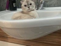 Scottish fold 1.5 yaşında