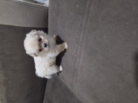 2 AYLIK YAVRU PEKİNEZ KÖPEKLER