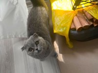 Kül kedisi prenses scottish fold