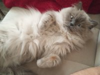 British longhair kedimiz