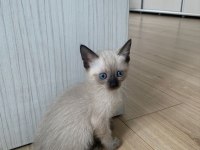 Siyam Mavi Göz Orjinal Canlı Gelip Bakabilirsiniz