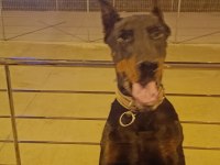 Üst Kalite Doberman Yavruları
