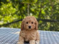 Poodle en microsu en özeli benim olsun isteyenlere