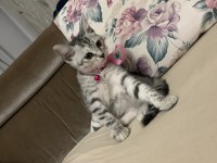 British shorthair kızıma yuva arıyorum