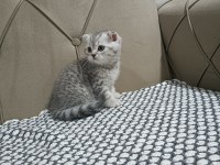 Scottish Fold Silver Biblo Surat