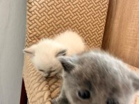 YAVRU KEDİLERİMİZ SAHİPLENDİRİLECEKTİR