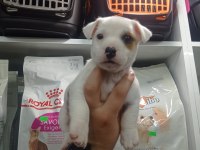 2 AYLIK ERKEK JACK RUSSELL