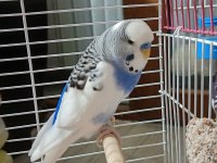 5 adet yerli ırk muhabbet kuşu