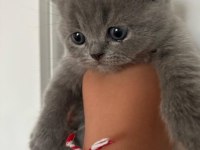 45 günlük teslime hazır british shorthair yavrular