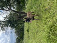 Temel itaat eğitimli dişi belçika kurdu