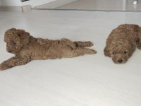 4 poodle yavru