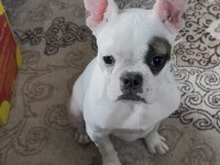 Evlat 4 aylık french bulldog evde beslendi eğitimlidir