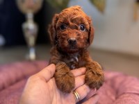 SEVİMLİ BELA TOY POODLE