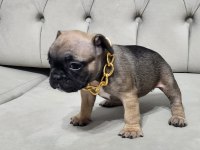 FRENCH BULLDOG DİŞİ YAVRU