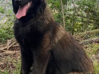 Sevgine Zamanına Emeğine Değecek Köpek Arayanlara