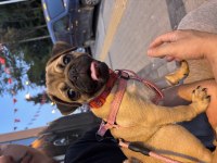 4 aylık pug yavrusu