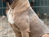 Cane corso yavrularımız ırk garantili