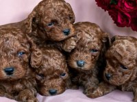 Kore Minik Poodle