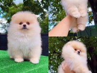 ORJİNAL POMERANİAN BOO VE SPİTZ YAVRULARI (AYI SURAT)
