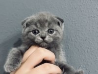 2 AYLIK YAVRU KEDİMİZİ SAHİPLENDİRİYORUZ