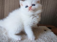 White erkek yavru british