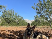 Bir yaşını doldurmamış aşıları tam alman kurdu