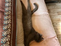 British Shorthair 19 Aylık
