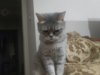 Dişi British whiskas 2 yaşında