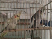 Yavru Ve takım Sultan Papağanı Bulunur