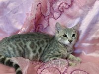 Silver Bengal Kedisi Yavrular