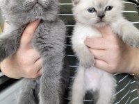 British shorthair ve scottish fold yavrular