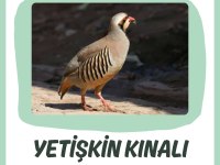 KINALI KEKLİK