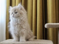 Pofuduk ayıcık british longhair