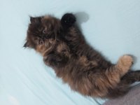 İran persian